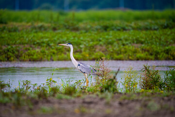 Danube Delta view