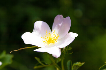 Obraz na płótnie Canvas White Anemone flower in the forest closeup