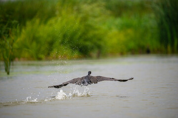 Cormorant fly