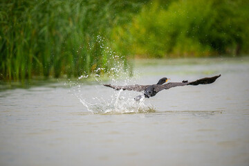 Cormorant fly