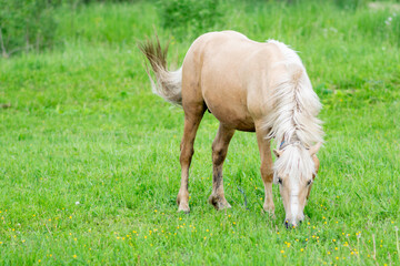 Obraz na płótnie Canvas Golden horse grazes in a field on green grass.