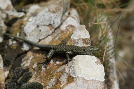 l&eacute;zard de bedriaga