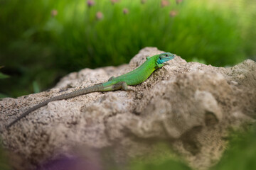 lizard on a tree