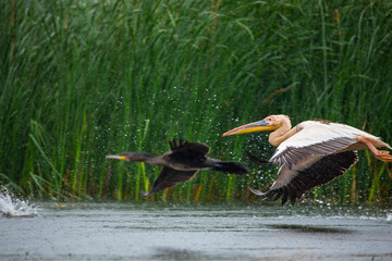 Pelicans in Danube Delta, Romania