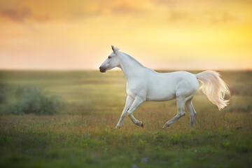 Obraz na płótnie Canvas horse in the field