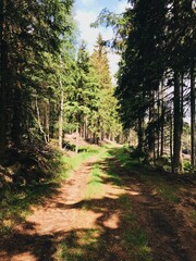 Wanderung im Wald - Harz - Brocken
