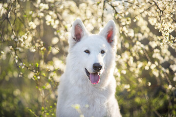 White Swiss Shepherd Dog on spring medow flowers  at sunset