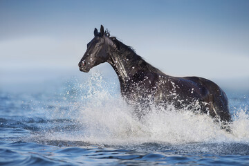 horse in water