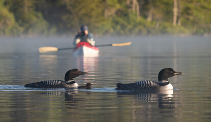 Photographer on a kayak taking pictures of birds 