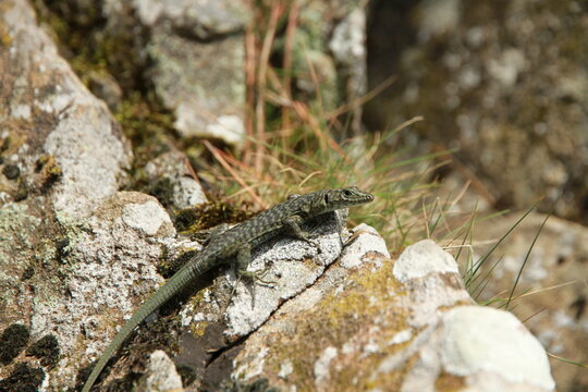 l&eacute;zard de bedriaga