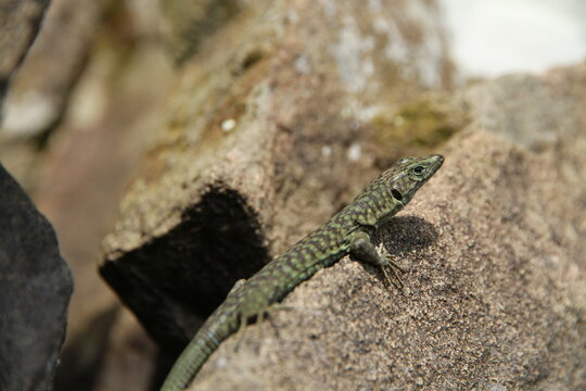 l&eacute;zard de bedriaga