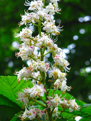 chestnut flowers bloom like candles with white flowers