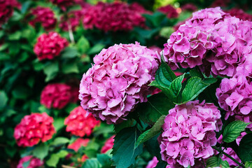 beautiful red and purple flowers with green petals. purple flowers with red flowers in the background. hydrangea bushes, flowering and sunlit - Powered by Adobe