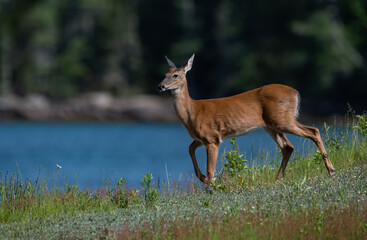 Obraz premium Deer in Acadia National Park in Maine 