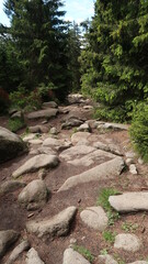 Wanderung im Wald - Harz - Brocken