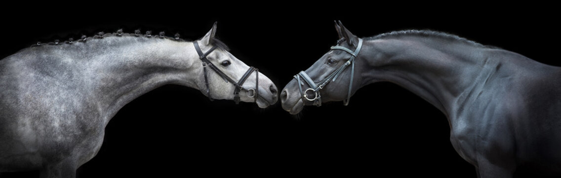 Horse out. Цыганский ваннер лошадь с усами. Лошадь наоборот. Лошадь в прыжке. Лошадь в прыжке фото.