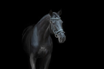 Fototapeta na wymiar Horse portrait in bridle on black background