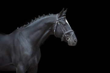 Horse portrait in bridle on black background © callipso88