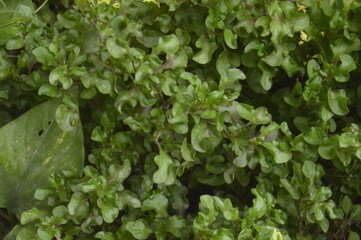 Fototapeta na wymiar ivy on the wall
