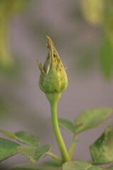 bud of a poppy