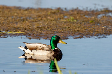 Duck. Mallard on the small lake.