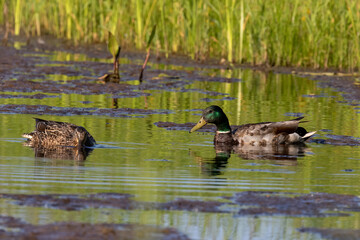 Duck. Mallard on the small lake.