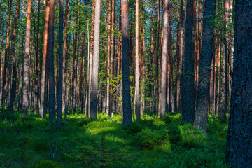 Fototapeta na wymiar Trunks of pine trees in the forest lit by the sun. Natural background.