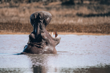 Fototapeta premium big Hippo Hippopotamus Hippopotamus with open mouth in natural habitat okavango river. National Park Moremi, Okawango, Botswana Africa Safari Wildlife