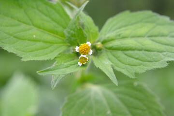 In the field it blooms galinsoga parviflora