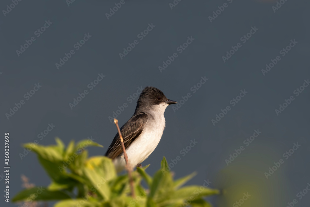 Canvas Prints  Eastern kingbird  is a large tyrant flycatcher native to North America. 