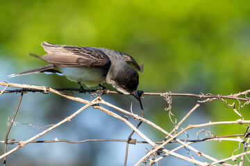  Eastern kingbird  is a large tyrant flycatcher native to North America. 