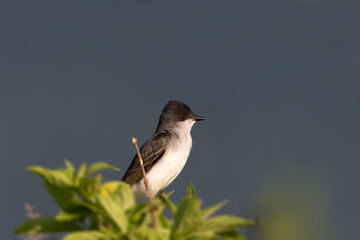 Eastern kingbird  is a large tyrant flycatcher native to North America. 