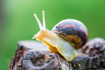 Snail on the tree in the garden. Snail gliding on the wet wooden texture. A common garden snail crawling on a stump
