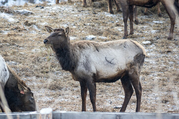 View of marals (Cervus elaphus sibiricus)