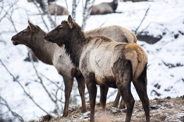 View of marals (Cervus elaphus sibiricus)