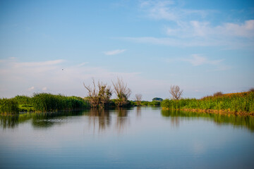 Fototapeta na wymiar Cormorant in Danube Delta, Romania