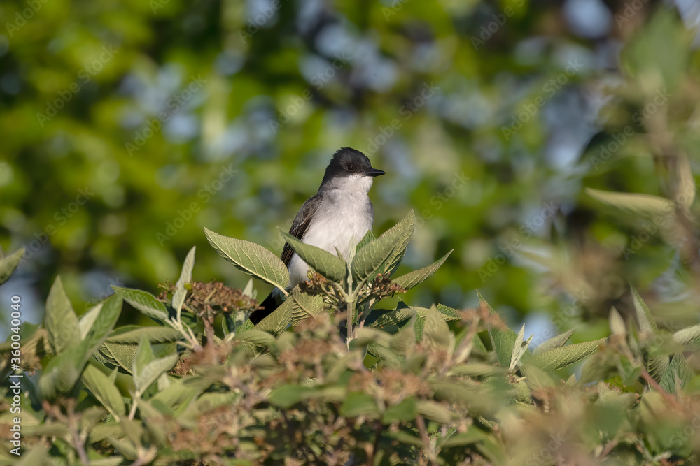 Canvas Prints  Eastern kingbird  is a large tyrant flycatcher native to North America. 