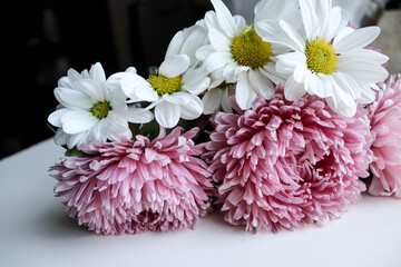 pink chrysanthemum flowers.  card for invitation or congratulation with flowers