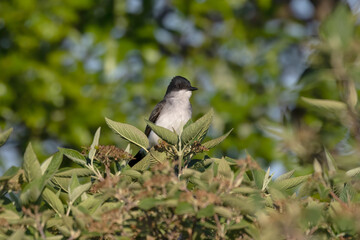 Fototapeta premium Eastern kingbird is a large tyrant flycatcher native to North America. 