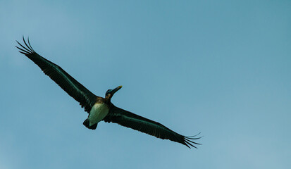 bird in the sky