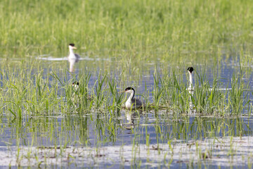 western grebe nest
