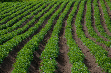 Fototapeta na wymiar self-sustaining and ecological cultivation of green-leaved potato plants