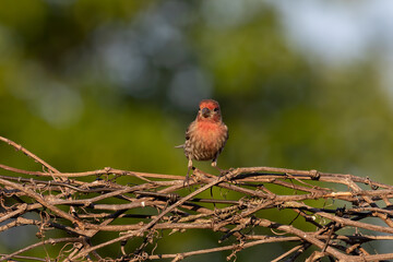 The house finch. Native bird to western North America