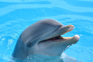 Fototapeta premium close up of a dolphin