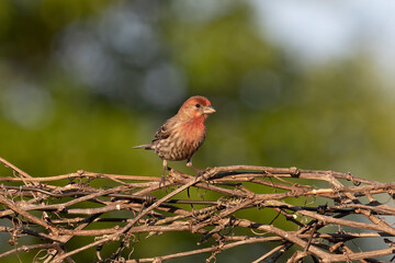 The house finch. Native bird to western North America