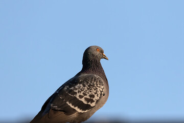 Feral pigeons called city doves, city pigeons, or street pigeons. The bird that have returned to the wild.