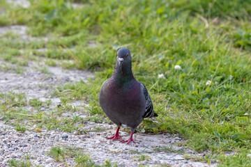 Feral pigeons called city doves, city pigeons, or street pigeons. The bird that have returned to the wild.