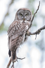 Great Gray Owl Perched