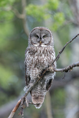 Great Gray Owl Perched