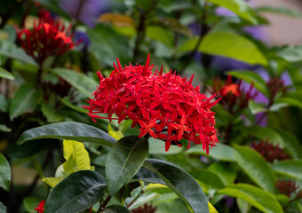 Red flower